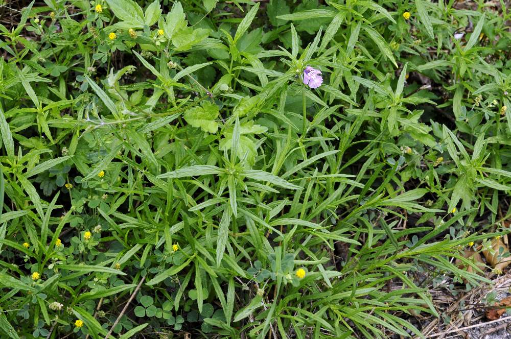 Galeopsis angustifolia / Canapetta a foglie strette